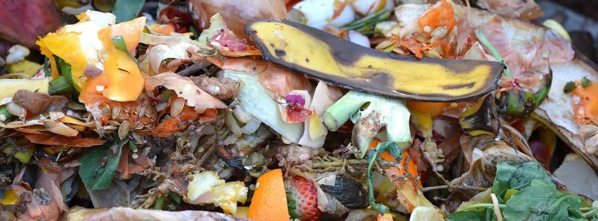 Compost : les déchets autorisés et interdits - Hortus Focus I mag