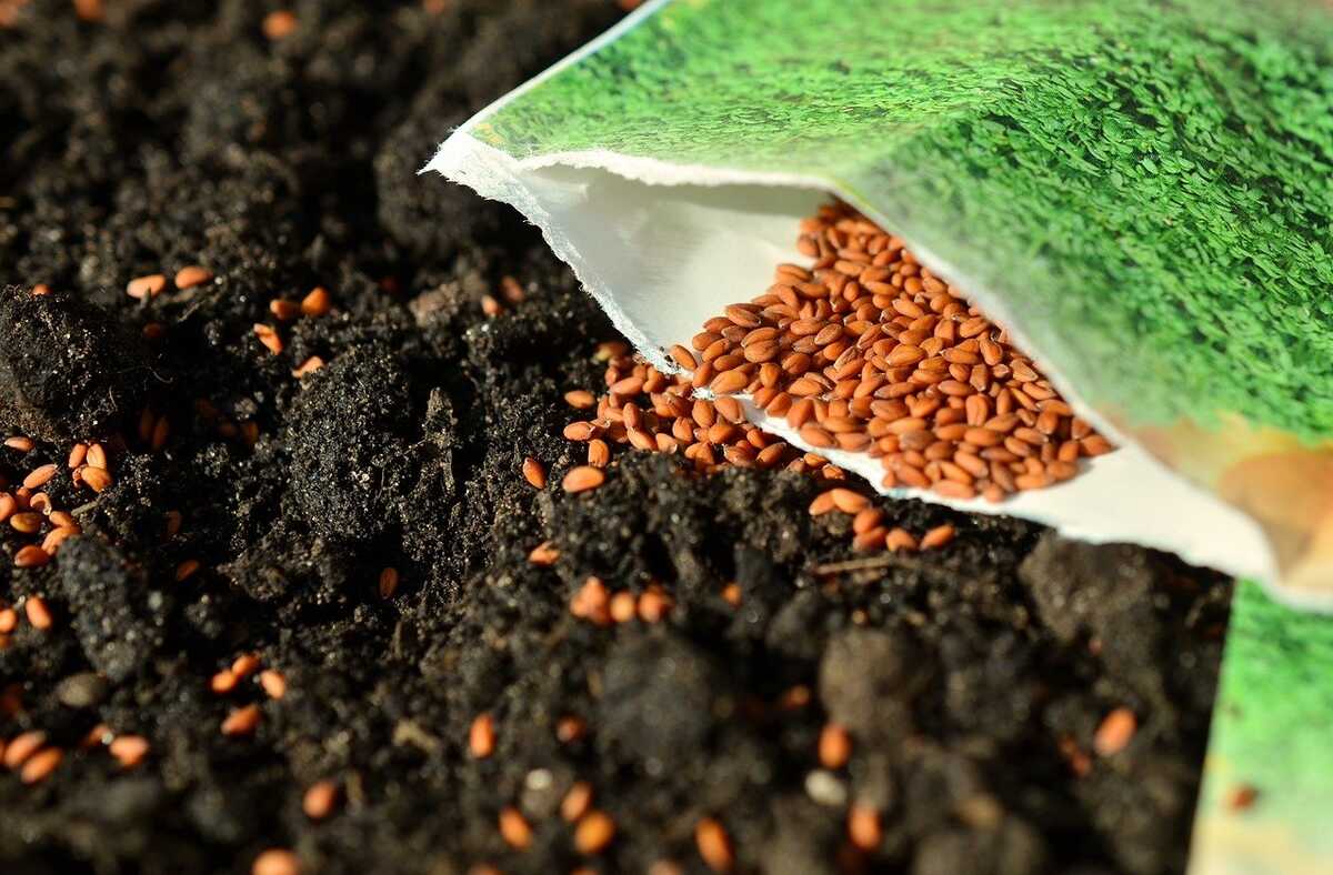 semences-agriculture